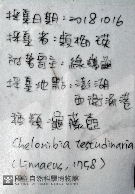 龜藤壺藏品圖，第15張