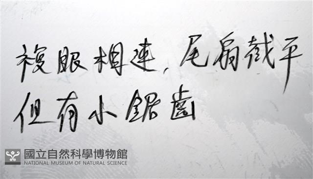 未知種紡錘水虱藏品圖，第15張