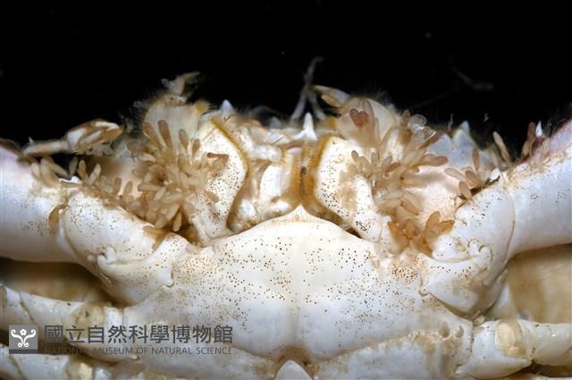 紅星梭子蟹藏品圖，第15張