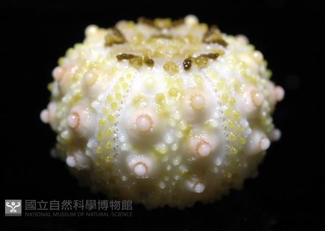 環棘深淵沙棱海膽藏品圖，第15張