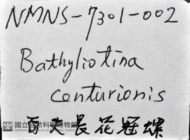 百夫長花冠螺藏品圖，第15張