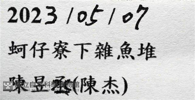 環狀(圓拱)隱足蟹藏品圖，第15張