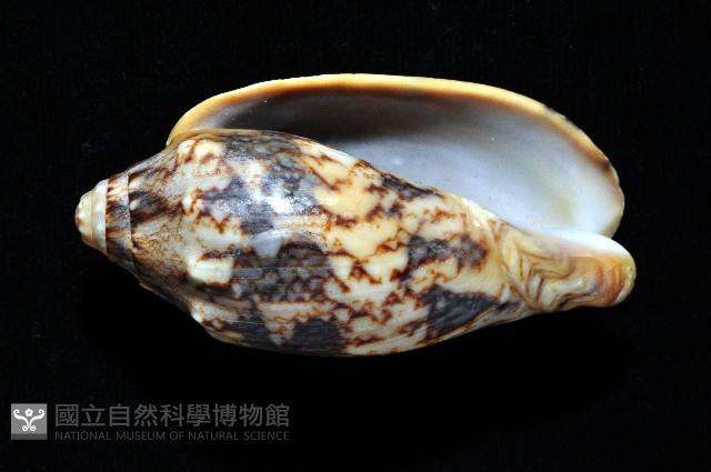 蝙蝠渦螺藏品圖，第15張