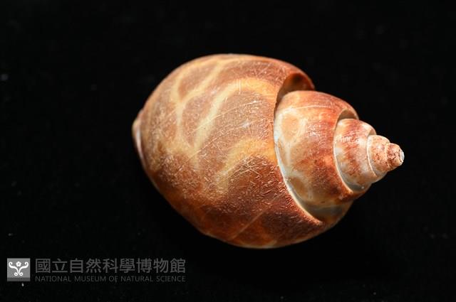 深溝鳳螺藏品圖，第15張