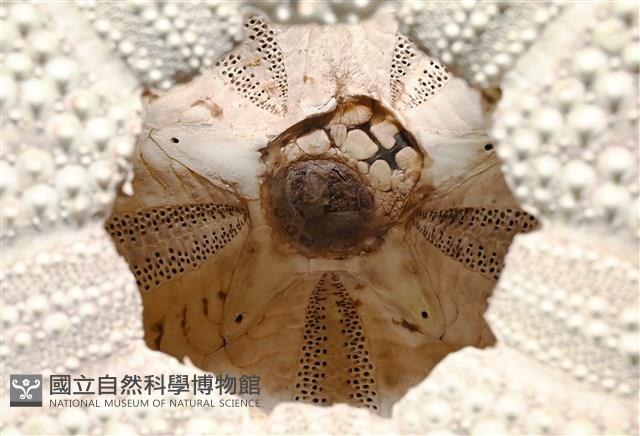 輻星肛海膽藏品圖，第15張