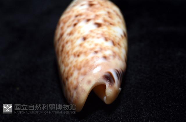 登錄號:007819-00132藏品圖，第15張