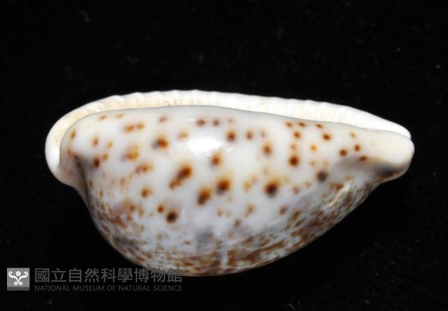 銹斑寶螺藏品圖，第15張
