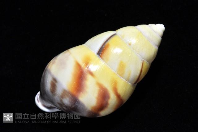 雙旋蝸牛藏品圖，第15張