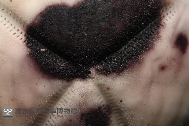心形緣帶海膽藏品圖，第15張