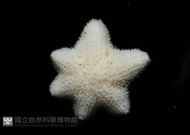 伯頓海燕藏品圖，第5張