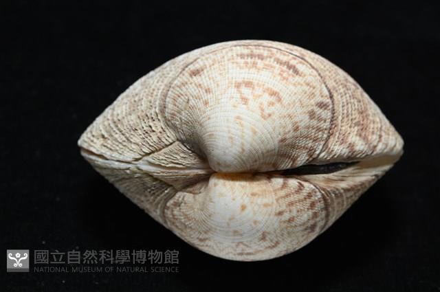 千妮簾蛤藏品圖，第5張