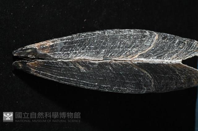 黑旗江珧蛤藏品圖，第5張