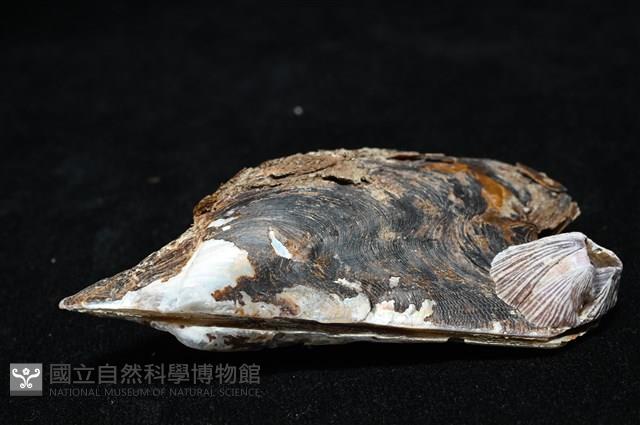 朱紅鶯蛤藏品圖，第5張