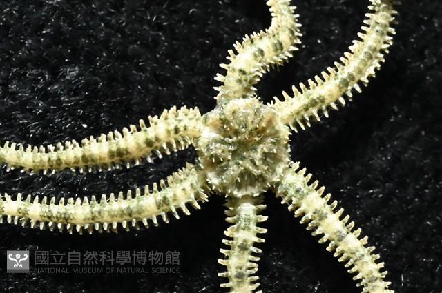 沙氏輻蛇尾藏品圖，第5張