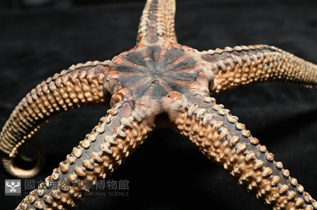 鞭枝蛇尾藏品圖，第5張