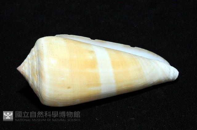 聳肩芋螺藏品圖，第5張