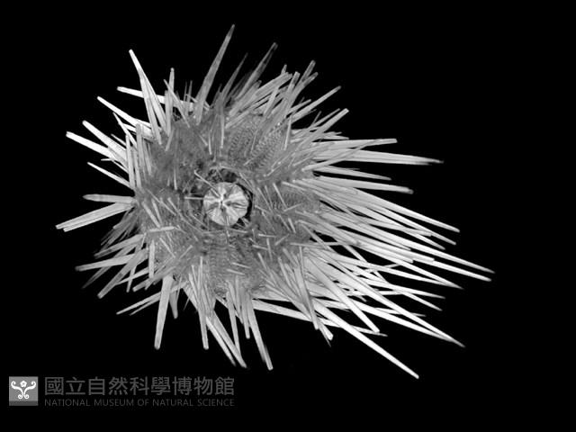 口鰓海膽藏品圖，第5張