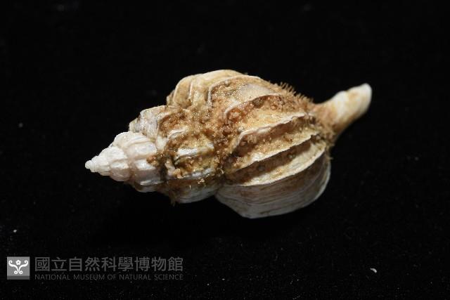 未知種峨螺藏品圖，第5張
