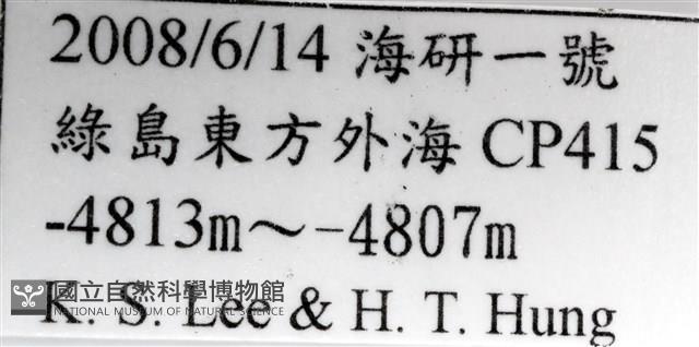 未知種開曼海星藏品圖，第5張