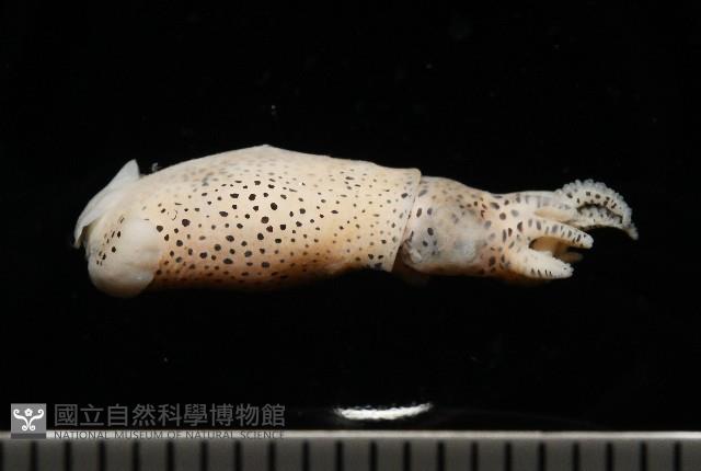 微小微鰭烏賊藏品圖，第5張