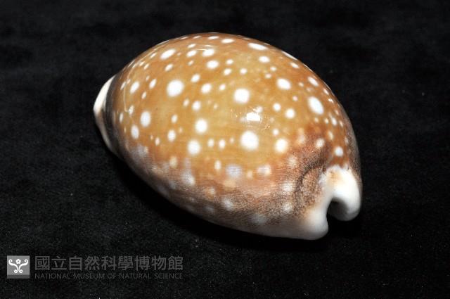 白星寶螺藏品圖，第5張