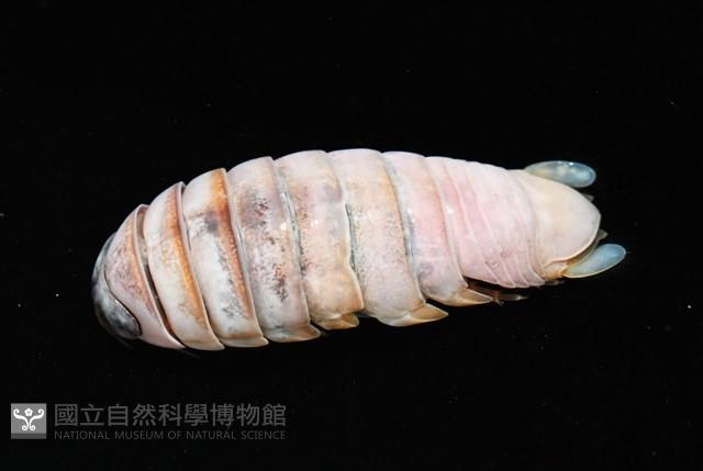 未知種紡錘水虱藏品圖，第5張