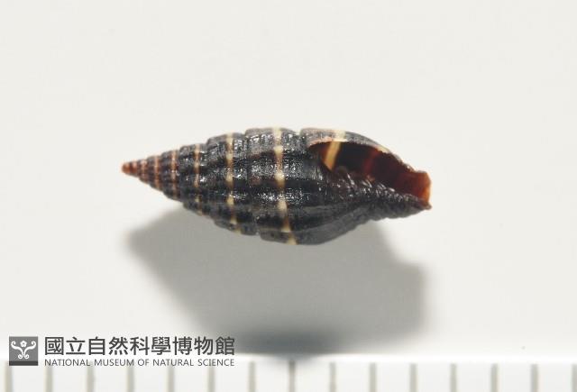 暮靄蛹筆螺藏品圖，第5張