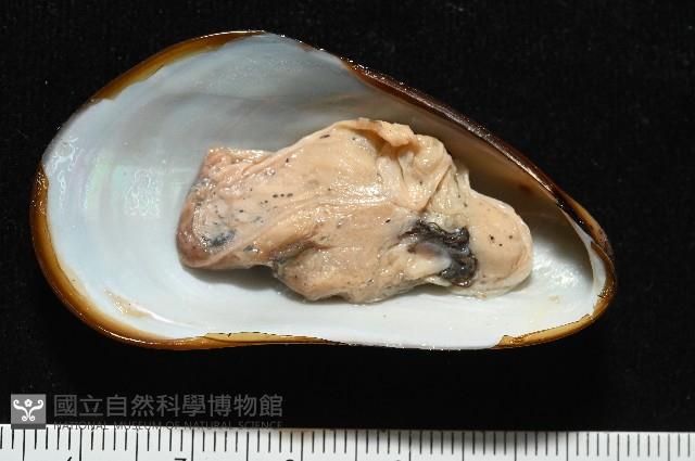 平端深海殼菜蛤藏品圖，第5張