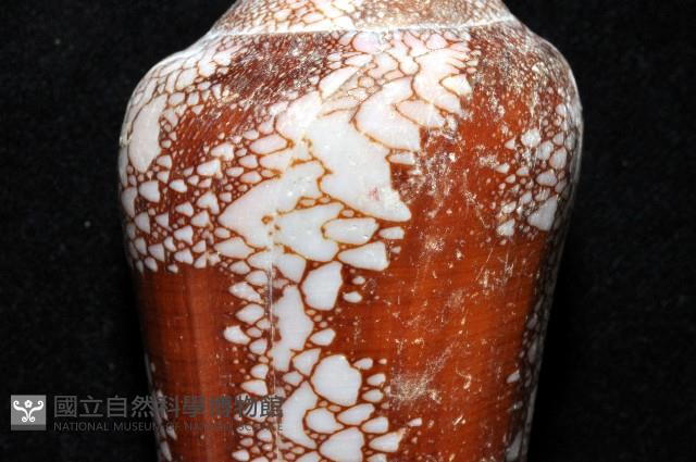 美華芋螺藏品圖，第5張
