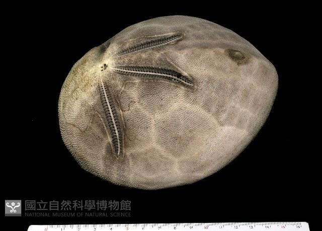 脊背壺海膽藏品圖，第5張