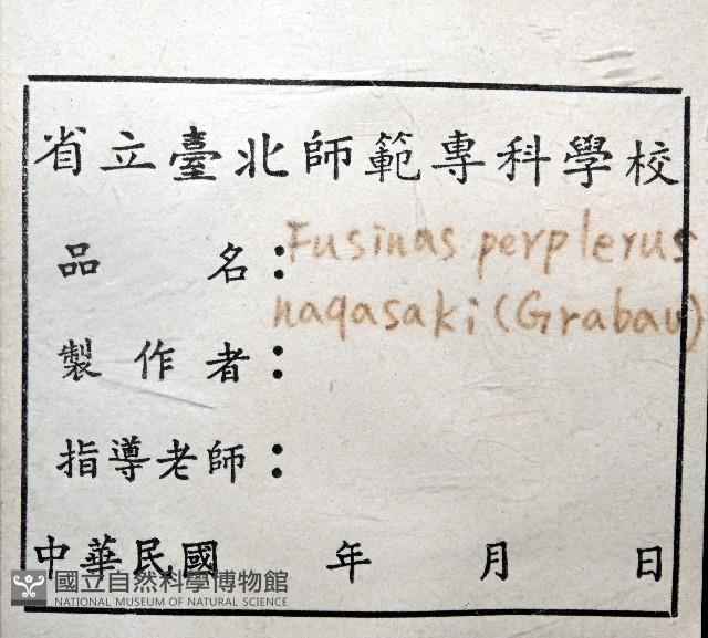圓長旋螺藏品圖，第5張
