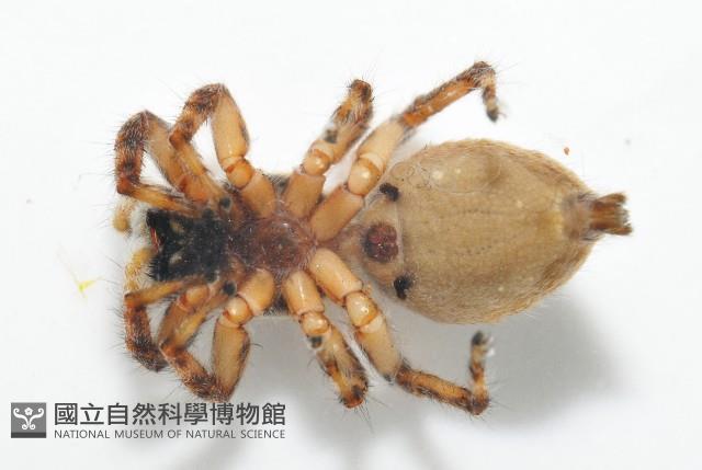 雙帶扁蠅虎藏品圖，第5張