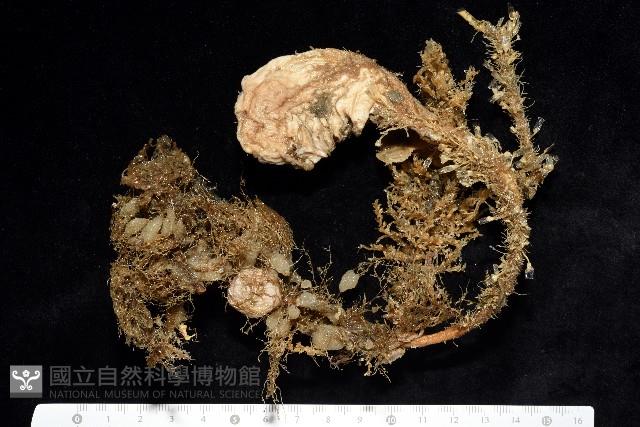 北極有柄海鞘藏品圖，第5張