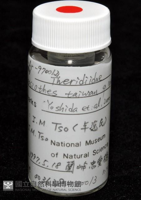臺灣克羅蛛藏品圖，第5張