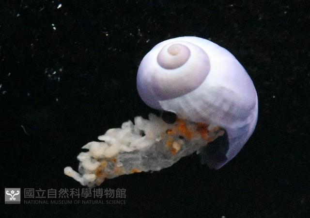 侏儒紫螺藏品圖，第5張