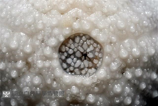 艾氏鋸海膽藏品圖，第5張