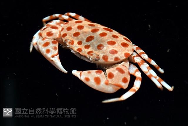 紅斑斗蟹藏品圖，第5張