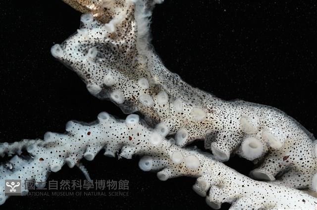 闊船蛸藏品圖，第5張