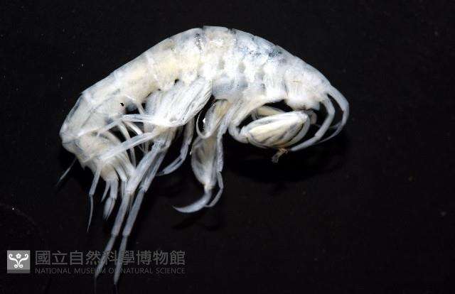 未知種深海鉤蝦藏品圖，第5張