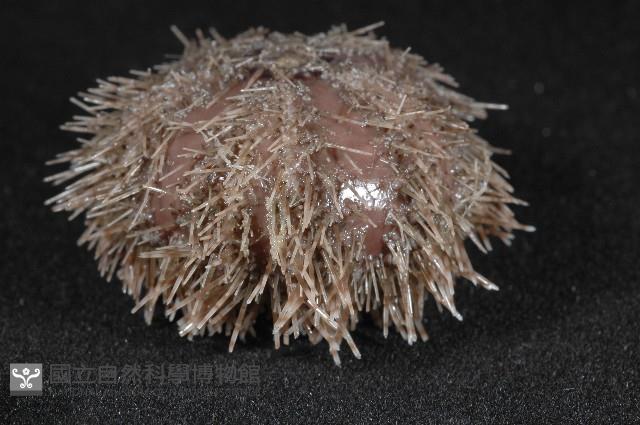 褐駝海膽藏品圖，第5張