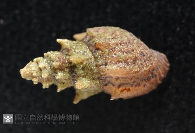 塔蜷藏品圖，第5張