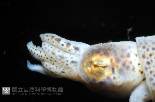 未知種微鰭烏賊藏品圖，第5張