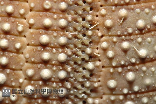 貝利角孔海膽藏品圖，第5張