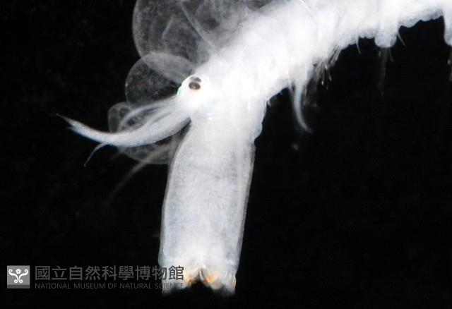 未知種多鱗蟲藏品圖，第5張