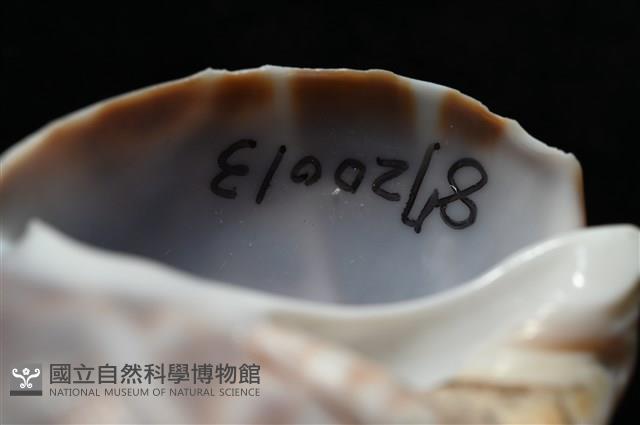 波部鳳螺藏品圖，第5張