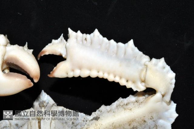 環狀(圓拱)隱足蟹藏品圖，第5張