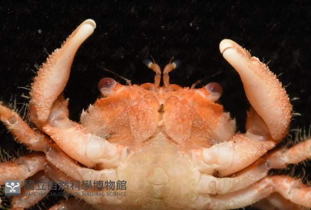 未知種毛殼蟹藏品圖，第5張