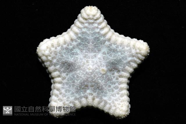 麵包海星(饅頭海星)藏品圖，第5張