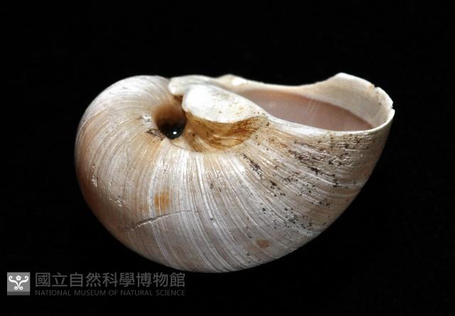 大玉螺藏品圖，第5張