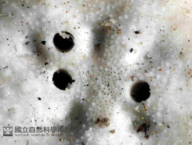 心形緣帶海膽藏品圖，第5張